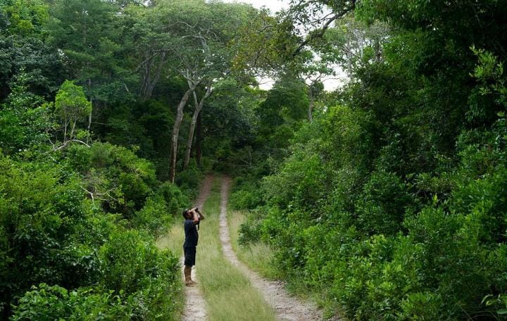 Forest Trekking